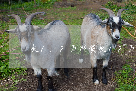 欠1.7万网贷(欠17万网贷)