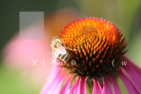 欠1000塊錢網(wǎng)貸不還怎么辦-