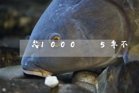 欠1000網貸5年不還(欠網貸5年沒還了)