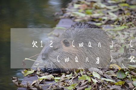 欠12萬(wàn)網(wǎng)貸怎么辦(網(wǎng)貸欠了12萬(wàn)我該怎么辦)