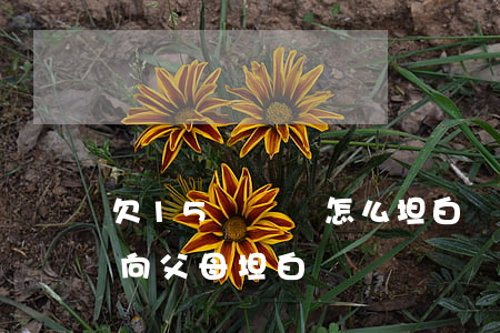欠15萬網貸怎么坦白(網貸欠15萬該不該向父母坦白)