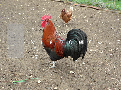 欠1800網(wǎng)貸三年了會怎么樣-