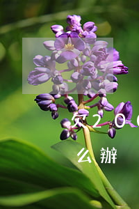 欠2000收到律師函應(yīng)該怎么辦