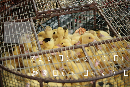 欠20萬(wàn)網(wǎng)貸怎么翻身(網(wǎng)貸欠了20萬(wàn)我該怎么辦)
