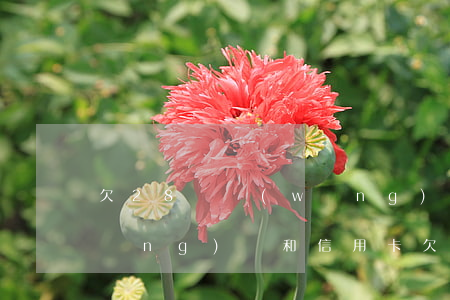 欠28萬網(wǎng)貸和信用卡(網(wǎng)貸和信用卡欠了十幾萬,應(yīng)該怎么辦?)