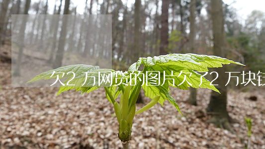 欠2万网贷的图片(欠了2万块钱网贷怎么办)