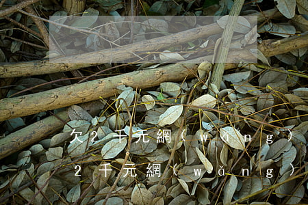 欠2千元網(wǎng)貸為什么不起訴(欠2千元網(wǎng)貸為什么不起訴)