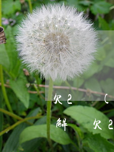 欠2萬(wàn)網(wǎng)貸該怎么解決(欠2萬(wàn)網(wǎng)貸怎么辦)