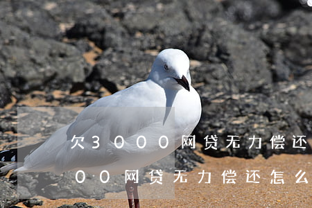 欠3000网贷无力偿还怎么处理-欠3000网贷无力偿还怎么处理呢
