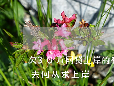 欠30万网贷上岸的有(网贷欠款30万,该何去何从?求上岸)