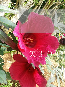 欠30信用卡網(wǎng)貨還不上怎么辦-欠信用卡網(wǎng)貸30萬無力償還怎么辦