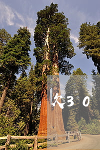 欠30萬網(wǎng)貸要拍賣