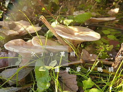 欠30萬網(wǎng)貸還不出會(huì)連累家人嗎(網(wǎng)貸欠30萬還不起會(huì)坐牢嗎)