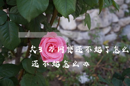 欠3万网贷还不起了怎么办(欠网贷三十多万还不起怎么办)