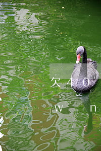 欠40個網(wǎng)貸會被拍賣嗎(網(wǎng)貸欠了40多萬)