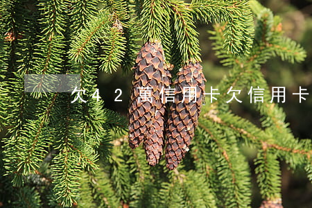 欠42萬信用卡(欠信用卡40萬自救)