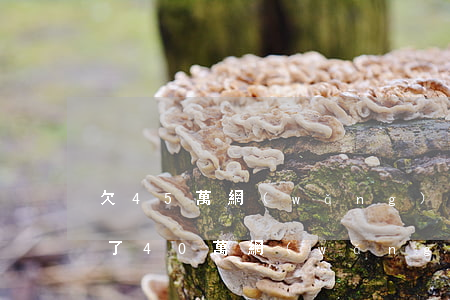欠45萬網(wǎng)貸可以慢慢還嗎(欠了40萬網(wǎng)貸)