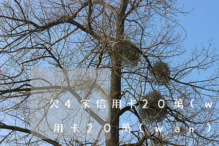 欠4家信用卡20萬(wàn)-欠4家信用卡20萬(wàn)會(huì)坐牢嗎