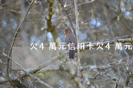 欠4萬元信用卡 欠4萬元信用卡怎么辦
