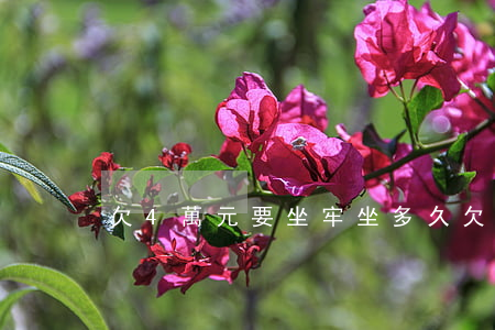 欠4萬元要坐牢坐多久(欠款四萬判刑幾年)
