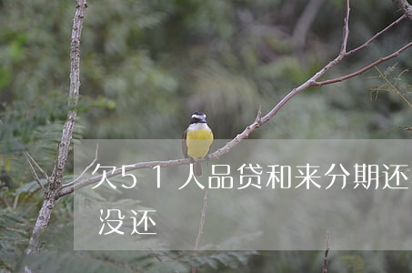 欠51人品贷和来分期还不起了(51人品贷没还)