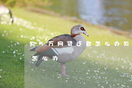 欠5万网贷还款怎么办(欠网贷四五万还不起怎么办)