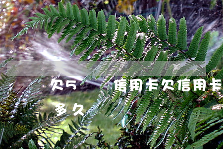 欠5塊錢信用卡(欠信用卡50000元被判多久)