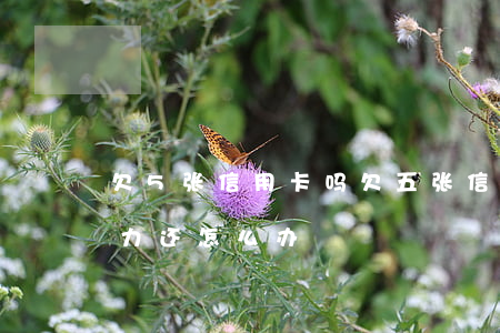 欠5张信用卡吗(欠五张信用卡共12万没能力还怎么办)