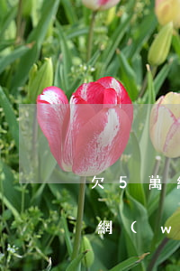 欠5萬網(wǎng)貸怎么坦白(欠了5萬網(wǎng)貸還不起了要向父母坦白嗎)