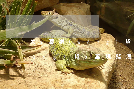 欠5萬網(wǎng)貸還完了(欠了網(wǎng)貸5萬塊錢怎么還)