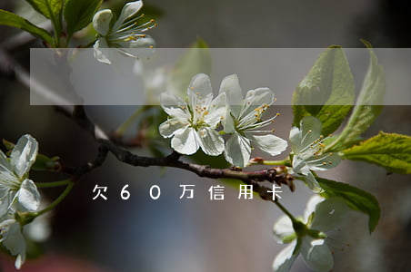 欠60万信用卡