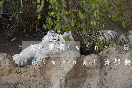 欠6萬網(wǎng)貸多久能還清(欠6萬網(wǎng)貸都要逾期了)