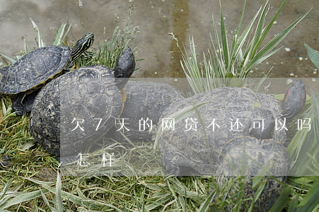 欠7天的网贷不还可以吗(网贷7天不还的会怎样)