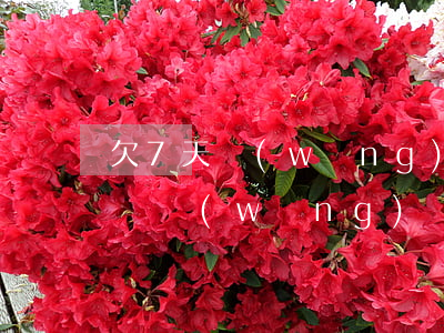 欠7天網(wǎng)貸還不起了(欠了六七萬網(wǎng)貸還不起怎么辦)