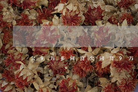 欠9万多网贷(欠网贷9万太多死的很惨)