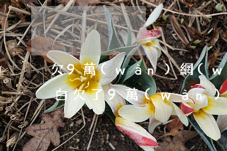 欠9萬(wàn)網(wǎng)貸怎么坦白(欠了9萬(wàn)網(wǎng)貸怎么辦)