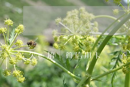 欠e招貸算信用卡詐騙(e招貸騙局)