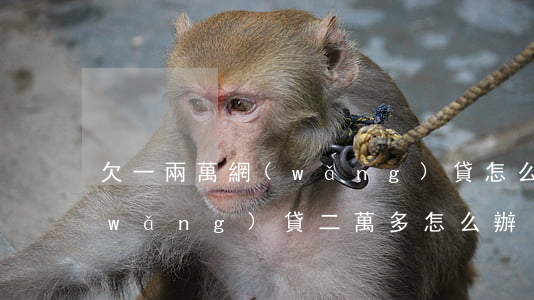 欠一兩萬網(wǎng)貸怎么辦(欠了網(wǎng)貸二萬多怎么辦)
