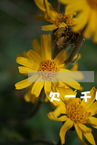 欠一千四花唄還沒還還能借多少