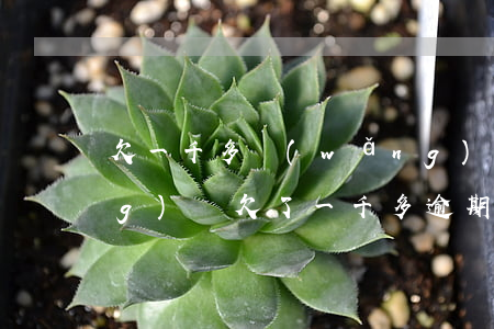 欠一千多網(wǎng)貸逾期(網(wǎng)貸欠了一千多,逾期一年了怎么辦?)