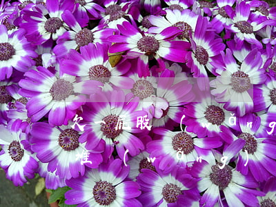 欠一屁股網(wǎng)貸怎么辦了(欠了一堆網(wǎng)貸,我該怎么辦)