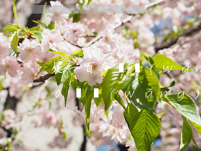欠一百多萬網(wǎng)貸怎么翻身(欠50萬網(wǎng)貸怎么翻身)