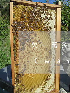 欠一萬多網(wǎng)貸不敢給家人說(網(wǎng)貸欠了一萬多怎么跟家里說)