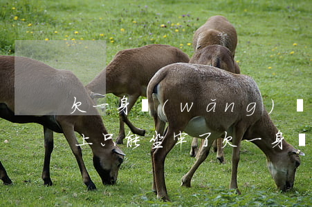 欠一身網(wǎng)貸沒(méi)錢還上只能坐牢了(欠一身網(wǎng)貸沒(méi)錢還上只能坐牢了)