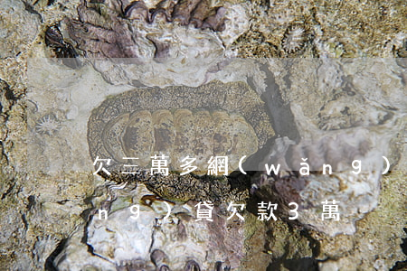 欠三萬多網(wǎng)貸怎么辦(網(wǎng)貸欠款3萬)