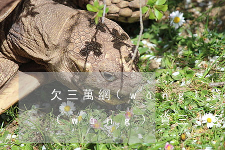 欠三萬網(wǎng)貸還不起怎么辦(欠網(wǎng)貸三十多萬還不起怎么辦)