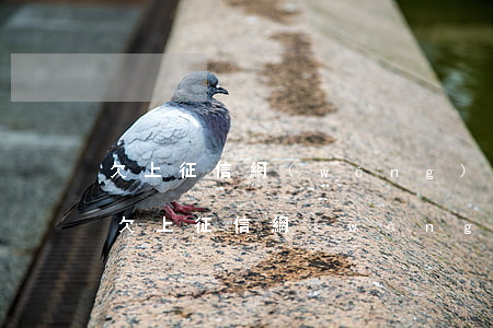 欠上征信網(wǎng)貸10余萬還不上(欠上征信網(wǎng)貸10余萬還不上)