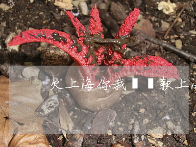 欠上海你我貸貸款(上海你我貸借款合法嗎)