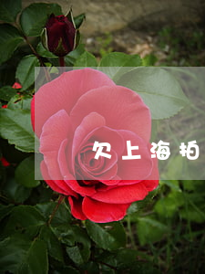 欠上海拍拍貸錢(上海拍拍貸)