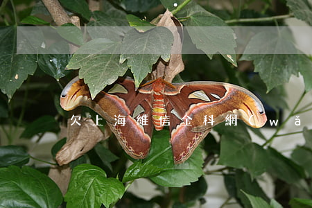 欠上海維信金科網(wǎng)貸